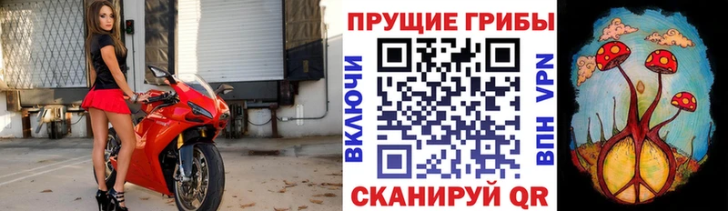 Купить Барнаул Псилоцибиновые грибы Cubensis