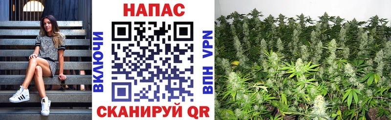 Бошки Шишки семена  Купить где  Барнаул 